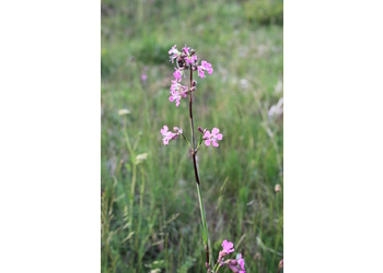 Gewöhnliche Pechnelke (Viscaria vulgaris) - © Philipp Sengl